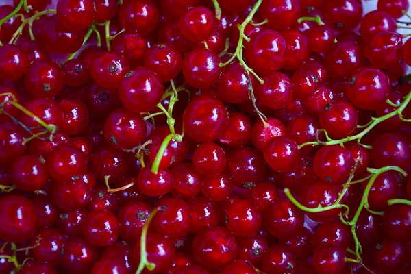 Red ripe garden currant berry close up — Stock Photo, Image