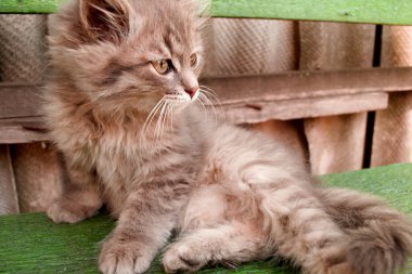 tekir kedi snoozing strechted