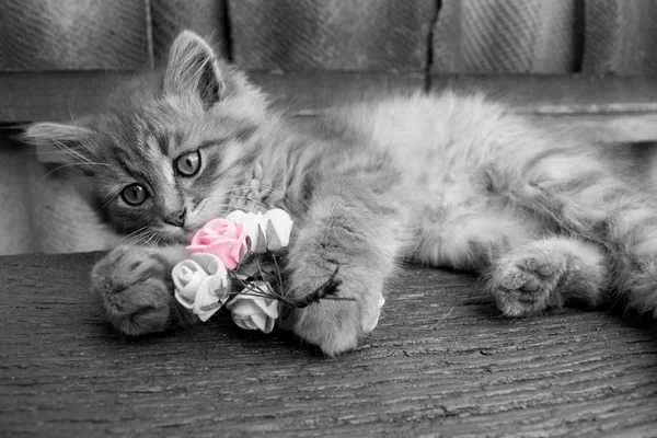 Tabby cat snoozing strechted — Stock Photo, Image