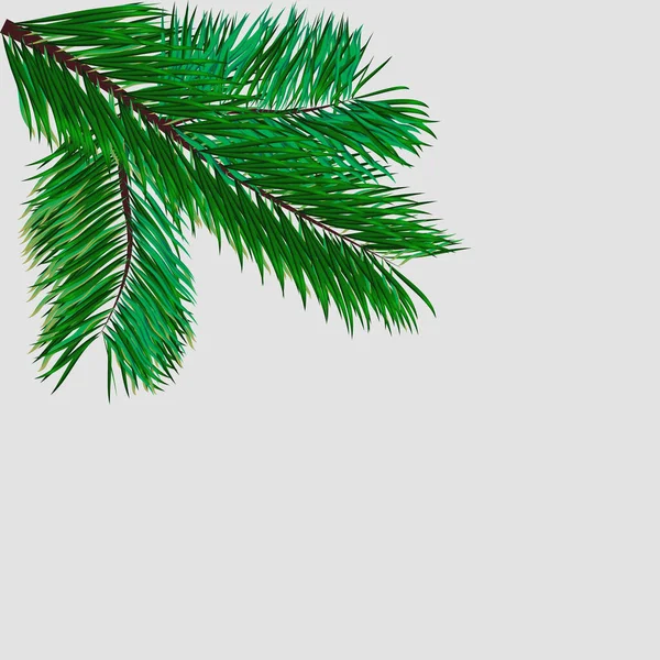 白の松の枝の緑の小枝 ベクトル図 — ストックベクタ