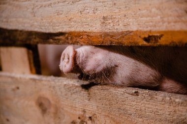Domuz çiftliğindeki genç domuzlar. Çitin arkasındaki domuz burnu. Şişmanlatan bir hayvan.