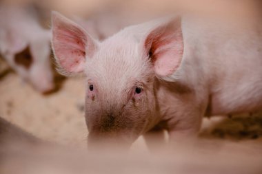 Domuz çiftliğindeki genç domuzlar. Çitin arkasındaki domuz burnu. Şişmanlatan bir hayvan.