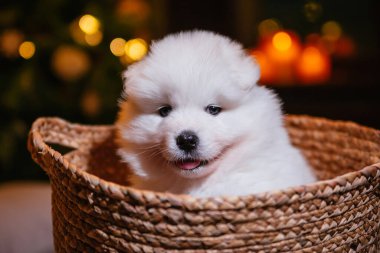 Küçük tüylü bir Samoyed yavrusu bir sepetin içinde bir Noel ağacının arka planında oturuyor. Beyaz Spitz köpeği, Laika yeni yıl hediyesi..