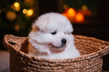 Küçük tüylü bir Samoyed yavrusu bir sepetin içinde bir Noel ağacının arka planında oturuyor. Beyaz Spitz köpeği, Laika yeni yıl hediyesi..