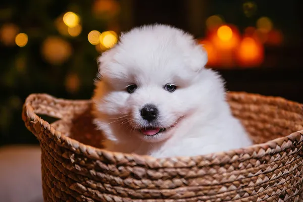 Filhote Cachorro Samoyed Fofo Pequeno Senta Uma Cesta Contra Fundo — Fotografia de Stock