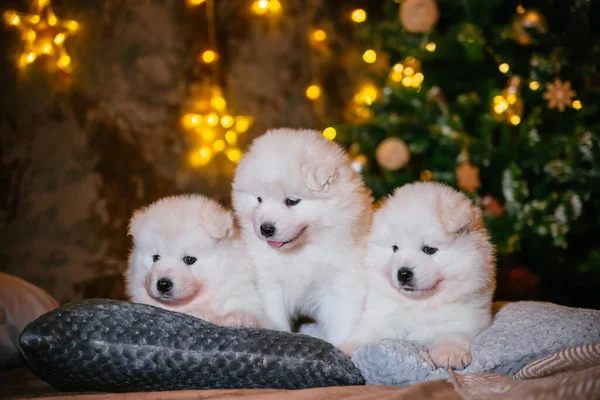 Pequeños Cachorros Esponjosos Samoyed Sientan Fondo Del Árbol Navidad Tres —  Fotos de Stock
