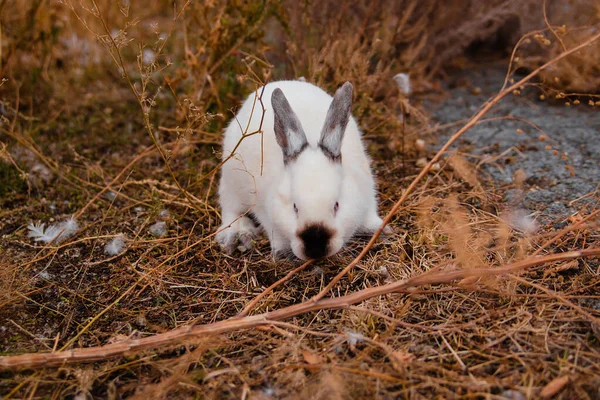 Conejo Blanco Sienta Hierba Seca Otoño Conejos Domésticos Granja —  Fotos de Stock