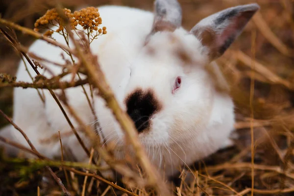 White Rabbit Sits Dry Grass Autumn Domestic Rabbits Farm — Stock Photo, Image