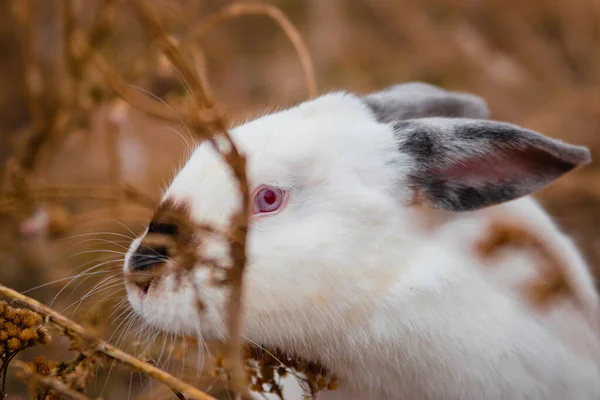 White Rabbit Sits Dry Grass Autumn Domestic Rabbits Farm — Stock Photo, Image