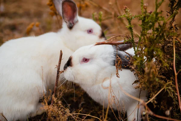 White Rabbit Sits Dry Grass Autumn Domestic Rabbits Farm — Stock Photo, Image