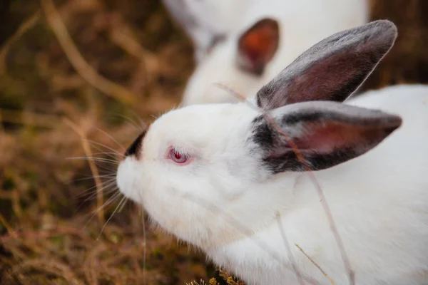 Wit Konijn Zit Het Droge Gras Herfst Tamme Konijnen Boerderij — Stockfoto