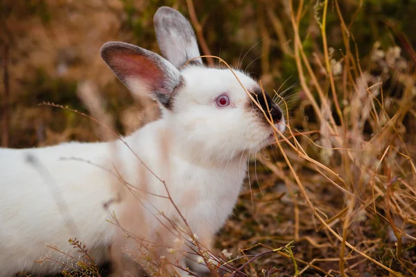 Weißes Kaninchen Sitzt Herbst Trockenen Gras Hauskaninchen Auf Dem Bauernhof — Stockfoto