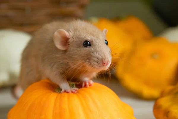 Dumbo Rat Tient Une Citrouille Couchée Sur Sol Avec Ses — Photo