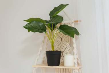 Parlak İskandinav tarzı bir odada ahşap bir rafta yeşil bir saksı. Tencerede güzel bir çiçek. rustik iç mekan