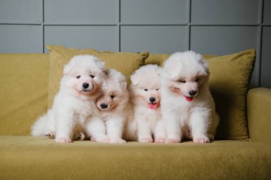 Dört beyaz ve pofuduk Samoyed yavrusu yeşil bir kanepede oturuyor. Tatlı köpekler.