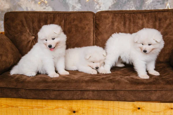 Tres Cachorros Samoyed Blancos Esponjosos Están Sentados Sofá Madera Marrón —  Fotos de Stock