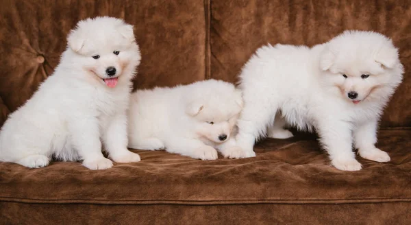 Tres Cachorros Samoyed Blancos Esponjosos Están Sentados Sofá Madera Marrón —  Fotos de Stock