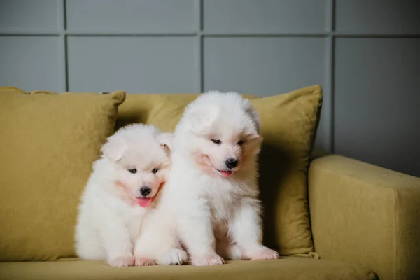 Dois Cachorros Samoyed Brancos Fofos Estão Sentados Sofá Verde Cães — Fotografia de Stock