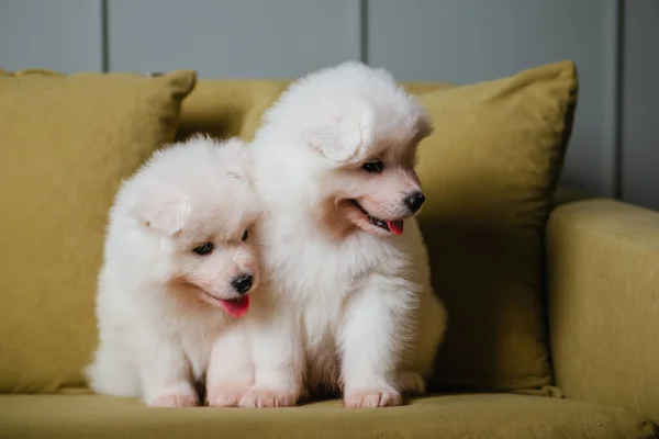 Dois Cachorros Samoyed Brancos Fofos Estão Sentados Sofá Verde Cães — Fotografia de Stock