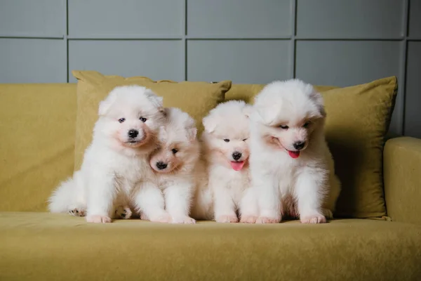 Four white and fluffy Samoyed puppies are sitting on a green sofa. cute dogs