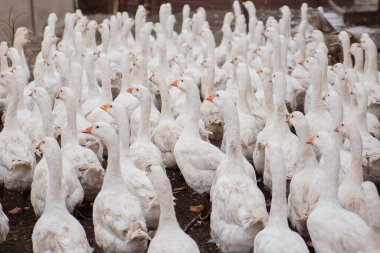 Çiftlikteki yerli beyaz kaz sürüsü. Beyaz tüyler. Yağlı kümes hayvanları
