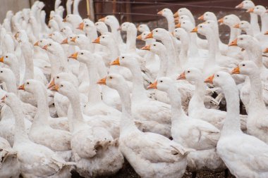 Çiftlikteki yerli beyaz kaz sürüsü. Beyaz tüyler. Yağlı kümes hayvanları