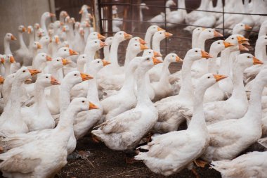 Çiftlikteki yerli beyaz kaz sürüsü. Beyaz tüyler. Yağlı kümes hayvanları