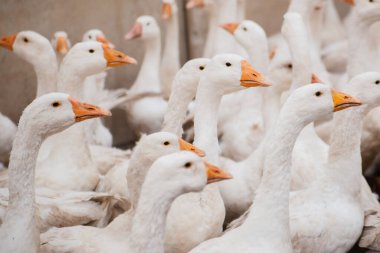 Çiftlikteki yerli beyaz kaz sürüsü. Beyaz tüyler. Yağlı kümes hayvanları