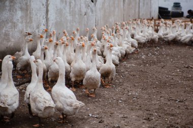 Çiftlikteki yerli beyaz kaz sürüsü. Beyaz tüyler. Yağlı kümes hayvanları