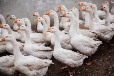Çiftlikteki yerli beyaz kaz sürüsü. Beyaz tüyler. Yağlı kümes hayvanları