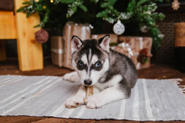 Filhote Cachorro Husky Com Uma Olhada Zangada Senta Abaixo Árvore — Fotografia de Stock