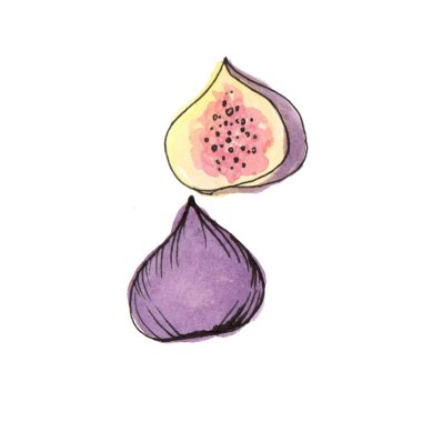 Suluboya beyaz arka planda incir çiziyor. İzole et