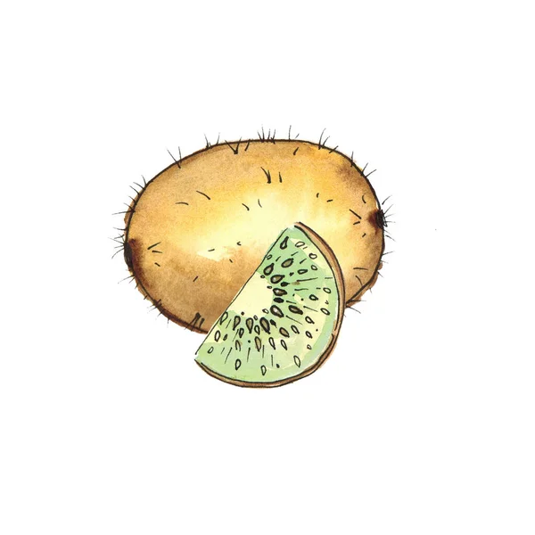 Aquarela Desenho Kiwi Frutas Fundo Branco Isolar — Fotografia de Stock