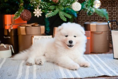 Samoyed cinsinin tüylü beyaz köpek yavrusu evdeki halıda. Tatlı köpekler.