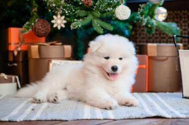 Samoyed cinsinin tüylü beyaz köpek yavrusu evdeki halıda. Tatlı köpekler.