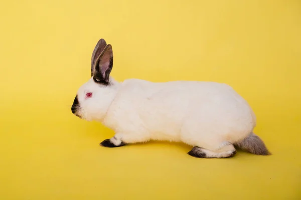 Conejo Blanco Con Una Nariz Negra Sobre Fondo Amarillo Liso — Foto de Stock