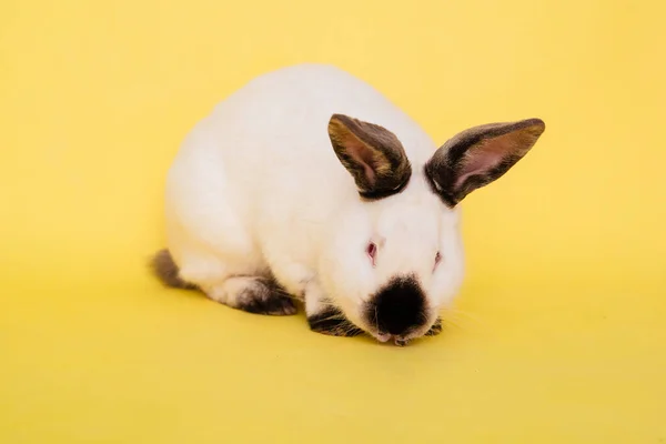 Conejo Blanco Con Una Nariz Negra Sobre Fondo Amarillo Liso — Foto de Stock