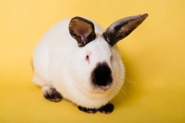 Conejo Blanco Con Una Nariz Negra Sobre Fondo Amarillo Liso — Foto de Stock