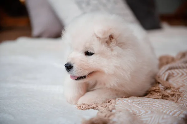 Soffici Cucciolo Bianco Della Razza Samoyed Sul Tappeto Casa Simpatici — Foto Stock