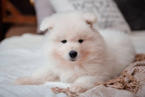 毛茸茸的萨摩亚小白狗躺在屋里的地毯上 可爱的狗 — 图库照片