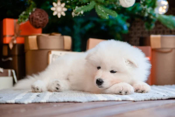 Filhote Cachorro Branco Fofo Raça Samoyed Tapete Casa Cães Bonitos — Fotografia de Stock