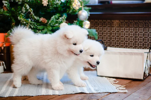 Двоє Білих Пухнастих Самотніх Цуценят Килимі Будинку Милі Собаки — стокове фото