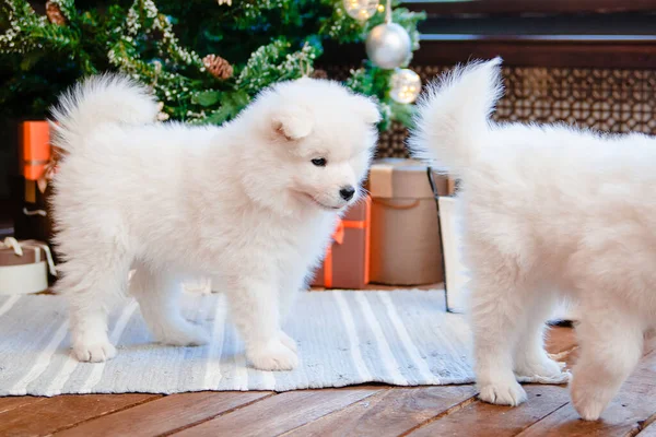 Двоє Білих Пухнастих Самотніх Цуценят Килимі Будинку Милі Собаки — стокове фото