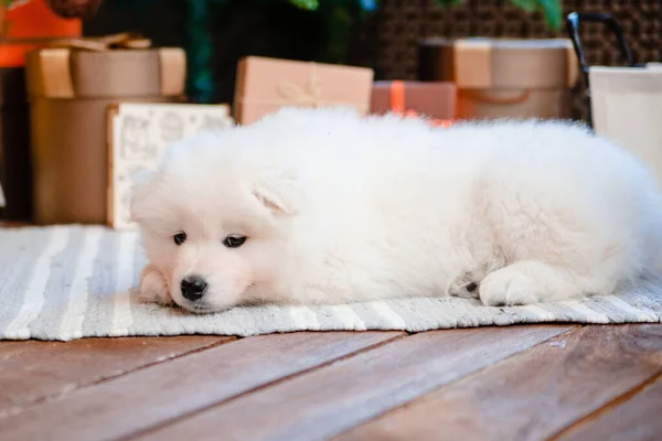 Filhote Cachorro Branco Fofo Raça Samoyed Tapete Casa Cães Bonitos — Fotografia de Stock