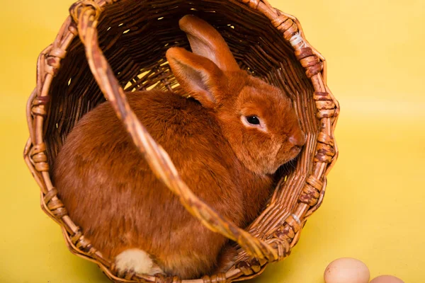 Rode Haas Een Rieten Mandje Een Gele Achtergrond Paashaas Studiofoto — Stockfoto