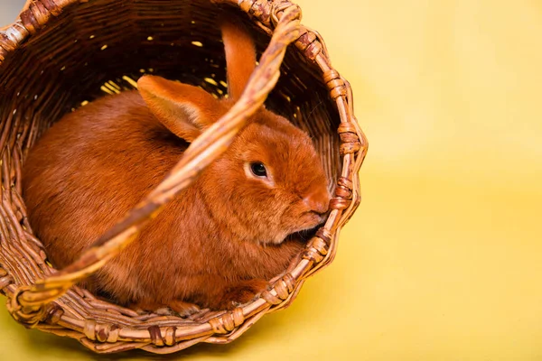 Red Hare Wicker Basket Yellow Background Easter Bunny Studio Photo — Stock Photo, Image