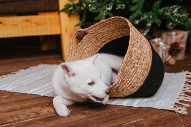 Evdeki halının üzerinde hasır bir sepetin içinde sevimli bir köpek yavrusu yatıyor. Farklı gözlü bir albino köpek ahşap bir zeminde oynar. Ev hayvanı