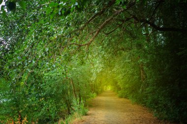 Büyülü orman. Çalıların arasındaki yeşil sokak. Ağaç tünelinin sonundaki sarı ışık..
