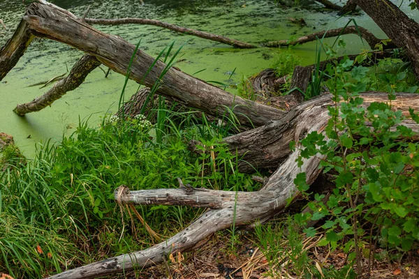 Feensümpfe Mit Schönen Alten Bäumen Trockene Haken Auf Grünem Wasser — Stockfoto