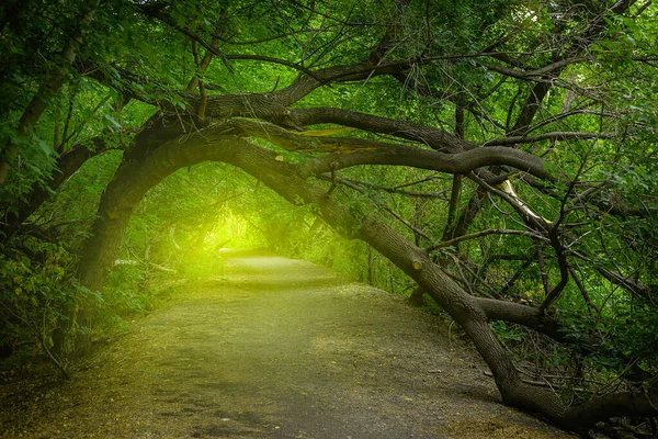 Magical Forest Green Alley Bushes Yellow Light End Tree Tunnel Стоковое Фото